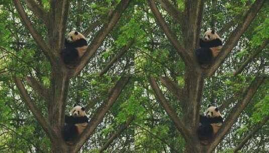 坐在树上的大熊猫高清在线视频素材下载