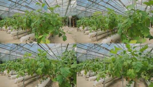 现代化农业无土基质栽培温室大棚高清在线视频素材下载