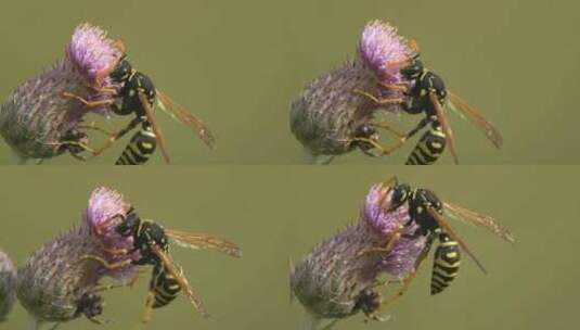 纸黄蜂在蓟花蕾上收集花蜜。观察野生昆虫高清在线视频素材下载
