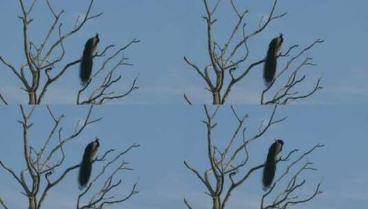孔雀在高高的树枝上高清在线视频素材下载