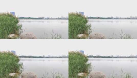 湖边水草高清在线视频素材下载