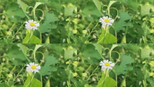 白色野菊花高清在线视频素材下载