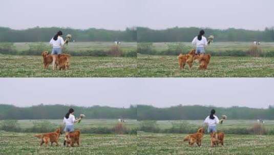 美女和宠物犬金毛狗在春天鲜花草地上玩耍高清在线视频素材下载