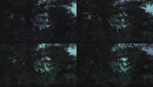 夜晚森林 单镜头02高清在线视频素材下载