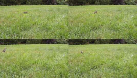 小鸟在草地觅食高清在线视频素材下载