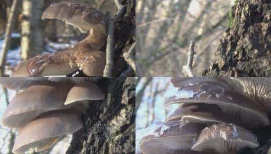 森林的雪景和橡树上的蘑菇高清在线视频素材下载