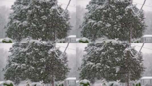 暴风雪中的松树高清在线视频素材下载