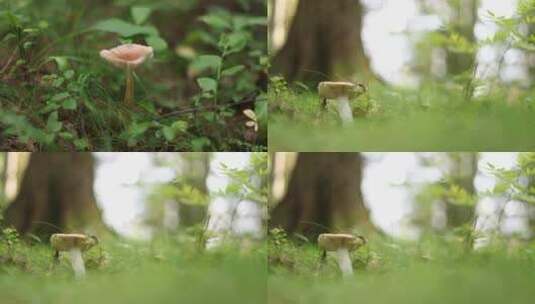 森林中野生蘑菇特写高清在线视频素材下载