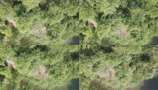 俯拍湖边竹子竹林风吹竹叶高清在线视频素材下载