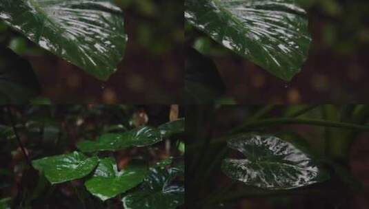 【合集】慢镜头雨水滴落森林植物-禅意空镜高清在线视频素材下载