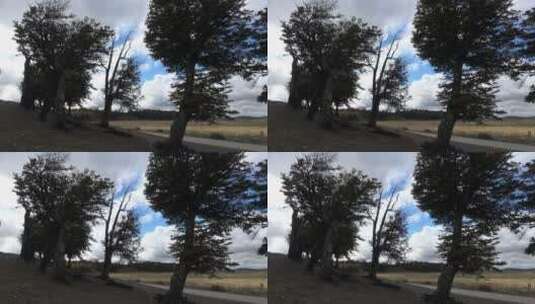 蓝天白云下的树木高清在线视频素材下载