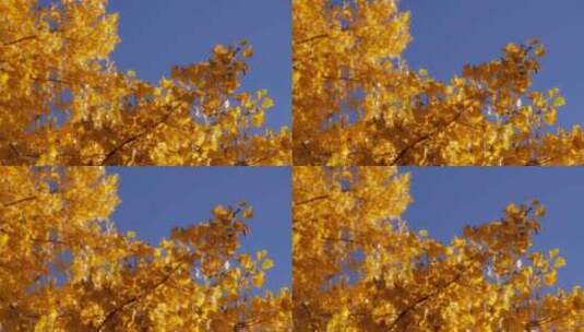 秋季金黄的枫树高清在线视频素材下载