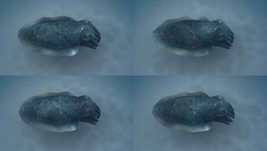 乌贼 墨鱼 墨斗鱼  乌贼喷墨 3D动物动画高清在线视频素材下载