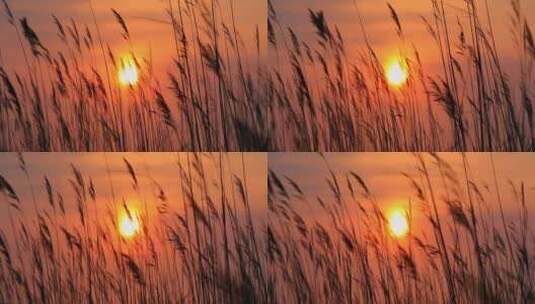 夕阳下的芦苇草唯美视频高清在线视频素材下载