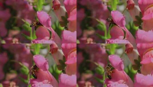 春暖花开蜜蜂采蜜高清在线视频素材下载
