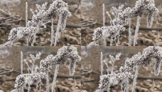 下霜的植物高清在线视频素材下载