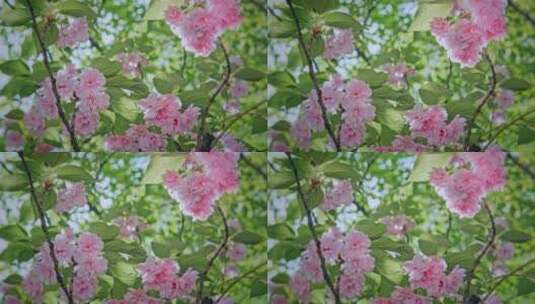 武汉小区花园里的樱花盛开高清在线视频素材下载