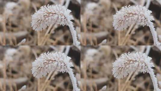 冬天落满霜的植物高清在线视频素材下载