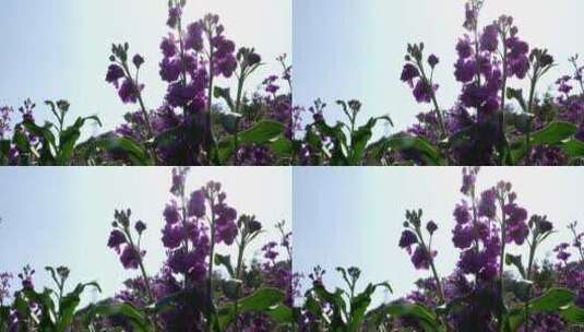 紫罗兰花柱花卉花朵植物绿化园林景观花草06高清在线视频素材下载