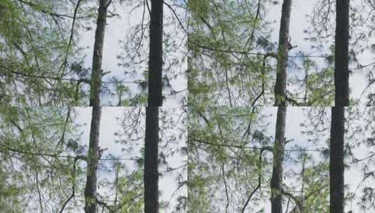 森林中树上的松鼠高清在线视频素材下载
