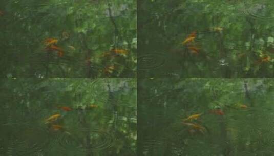 江南中式园林庭院绿植鱼池唯美空镜高清在线视频素材下载