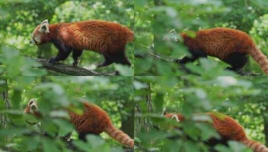 小熊猫在爬树小浣熊浣熊爬树高清在线视频素材下载