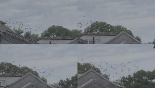 鸽子飞翔在天空高清在线视频素材下载