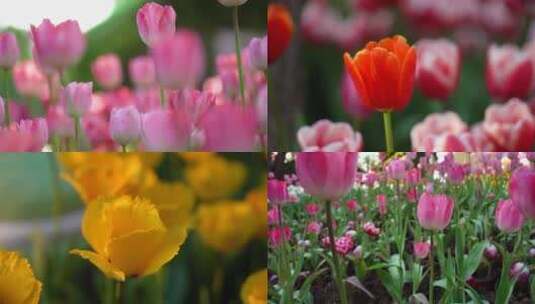 唯美花卉花朵郁金香花4K高清在线视频素材下载