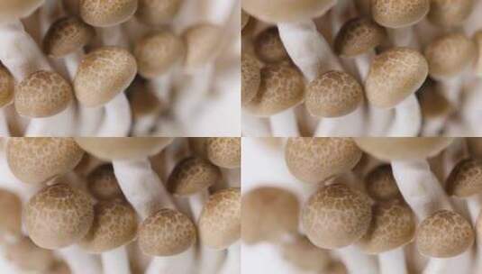 新鲜蟹味菇棚拍特写高清在线视频素材下载