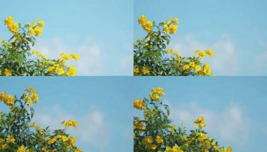 夏日花朵高清在线视频素材下载