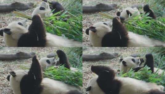 躺在地上懒洋洋吃竹子的大熊猫高清在线视频素材下载