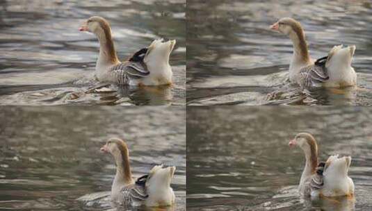 湿地野生鸭子游泳高清在线视频素材下载