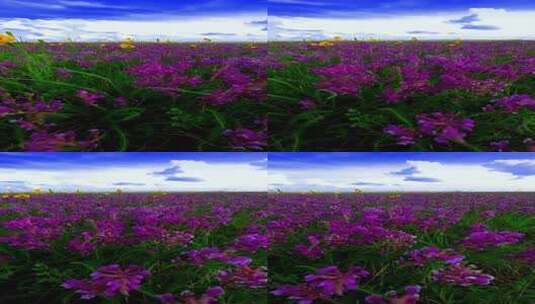竖版-草原上的花海高清在线视频素材下载
