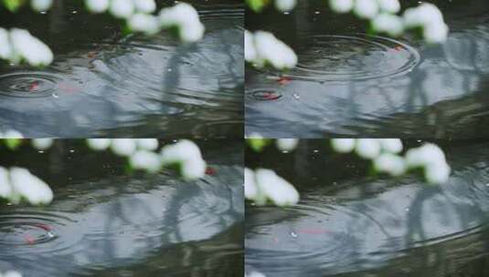 园林内红色金鱼在水池里高清在线视频素材下载