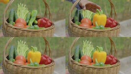 蔬菜放进菜蓝子 菜蓝子 蔬菜收获高清在线视频素材下载