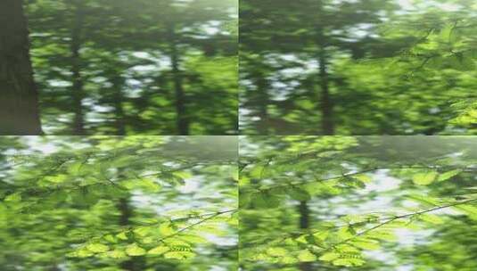 4K拍摄随风摇曳的绿色水杉树叶高清在线视频素材下载