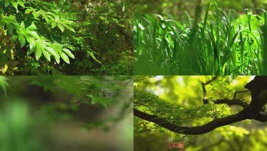 夏季唯美绿色景色枫叶草丛河流阳光穿过树林高清在线视频素材下载