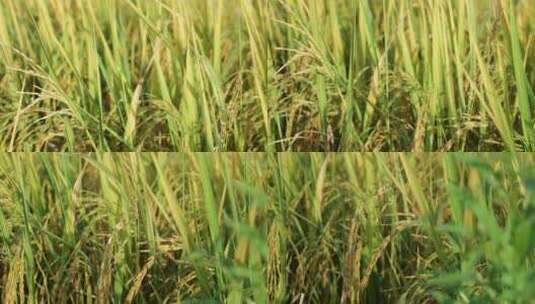 金色的水稻阳光照耀农业宣传素材高清在线视频素材下载