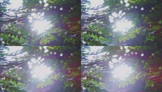 阳光穿透森林树叶逆光绿叶高清在线视频素材下载