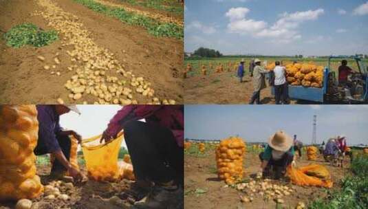 马铃薯收获土豆收获高清在线视频素材下载