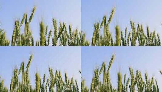 农业小麦麦田高清在线视频素材下载