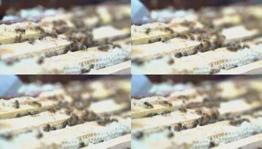 蜜蜂 养蜂人高清在线视频素材下载