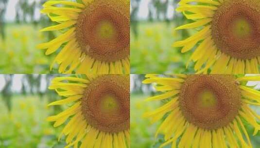 夏日清新向日葵上小蜜蜂采蜜高清在线视频素材下载