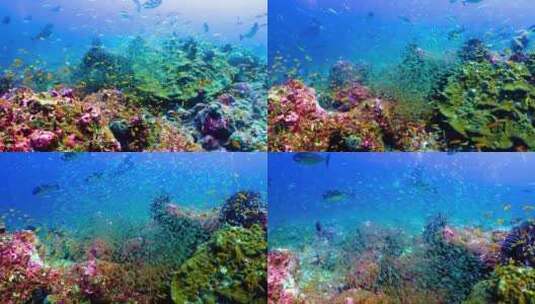 海底世界、鱼群、珊瑚礁、海底植物高清在线视频素材下载