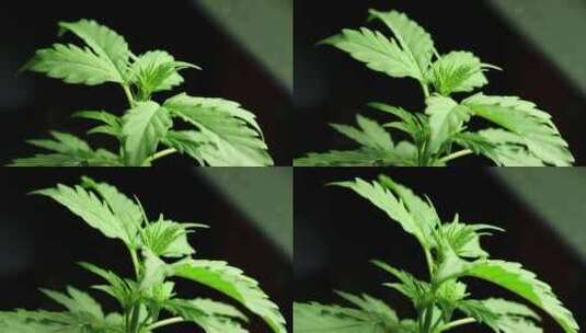 大麻叶在黑暗中生长延时镜头。大麻植物延时拍摄高清在线视频素材下载