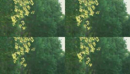 夏季清晨阳光照射下树枝头高清在线视频素材下载