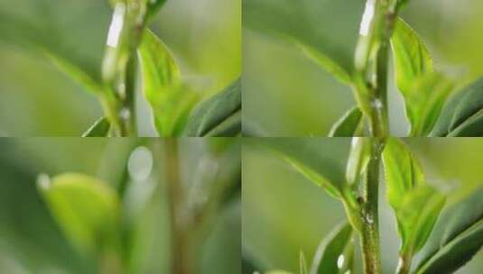 茶叶 茶树 特写 阳光 雨水18高清在线视频素材下载