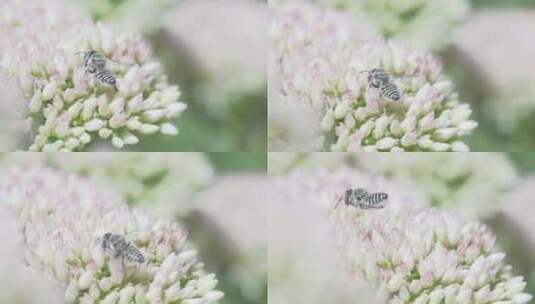 特写白色蜜蜂采花粉高清在线视频素材下载