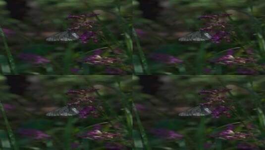 花丛蝴蝶 花丛中的蝴蝶高清在线视频素材下载