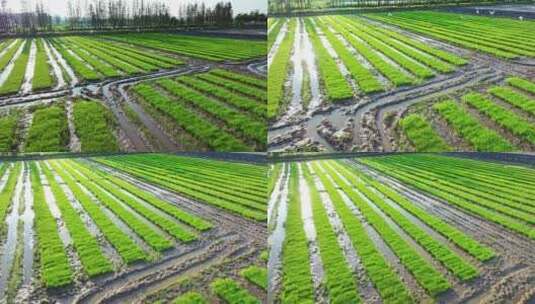 4k水稻培育秧苗粮食安全绿色稻田生态航拍高清在线视频素材下载